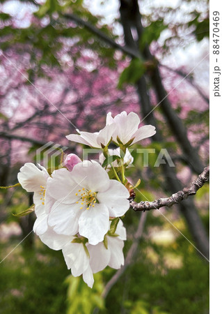 神代植物公園に咲く大島桜 88470469
