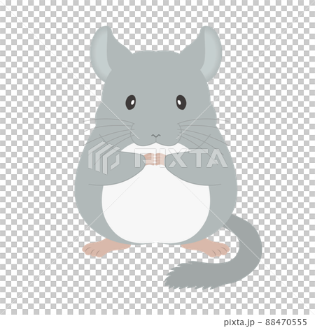 チンチラのイラスト 88470555
