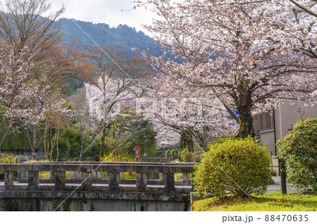 満開の桜 京都「哲学の道」 朝 満開の桜 京都「哲学の道」 朝 88470635