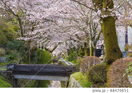 満開の桜　京都「哲学の道」　朝 88470651