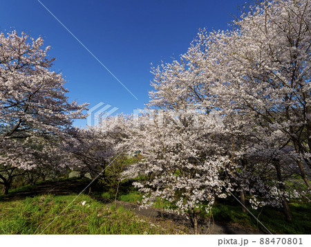 青空と桜の木 88470801