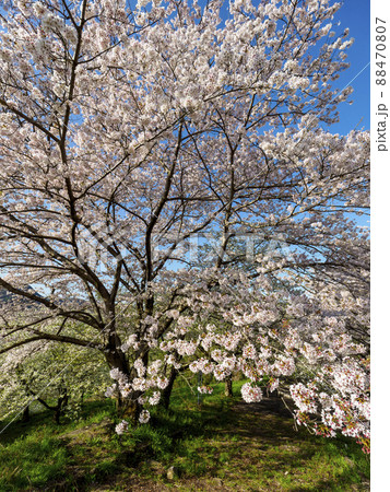 青空と桜の木 88470807