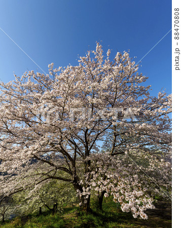 青空と桜の木 88470808