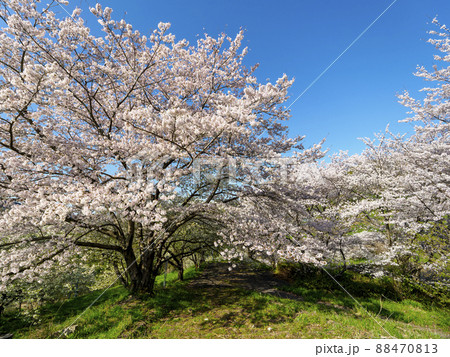 青空と桜の木 88470813
