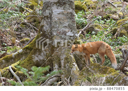 森林のキタキツネ 88470855