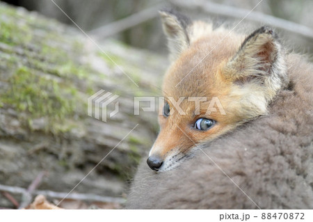 キタキツネの子供 88470872