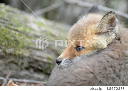 キタキツネの子供 88470873