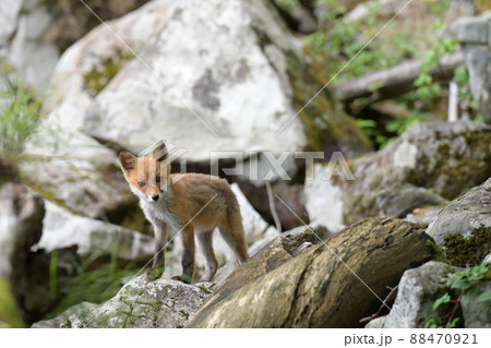 キタキツネの子供 88470921