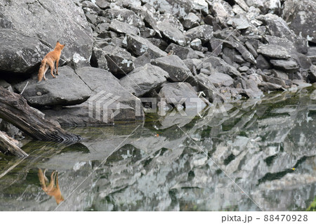 ナキウサギを狙うキタキツネ 88470928