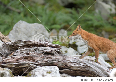 森林のキタキツネ 88470929
