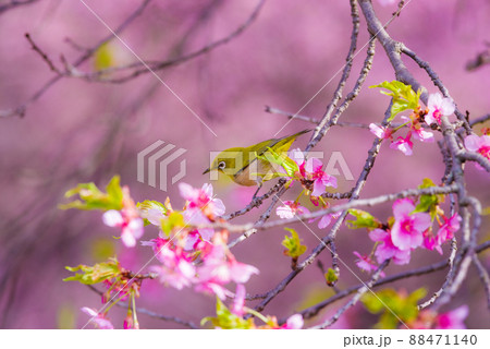 和風イメージ「メジロと河津桜」 和風イメージ「メジロと河津桜」 88471140