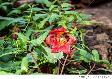 Flowers of Canary Island bellflower, Canarina canariensis near Teror, Gran Canaria, Spain Flowers of Canary Island bellflower, Canarina canariensis near Teror, Gran Canaria, Spain 88471352