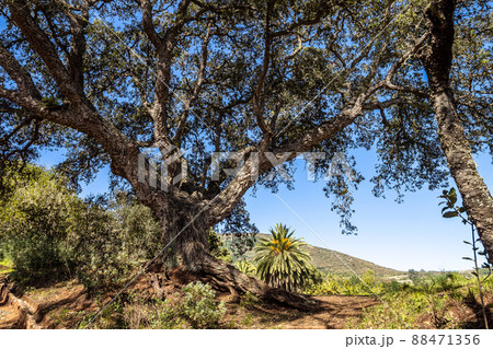 Flowers and trees in the Finca de Osorio Botanical Park near Teror, Gran Canaria Island, Spain 88471356