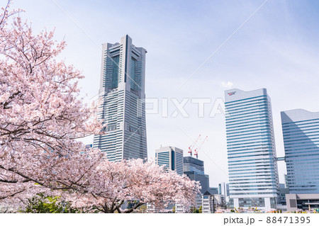 《神奈川県》桜満開・横浜みなとみらい 《神奈川県》桜満開・横浜みなとみらい 88471395