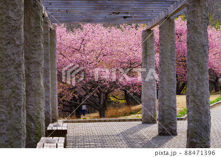 ふじの咲く丘の河津桜 ふじの咲く丘の河津桜 88471396