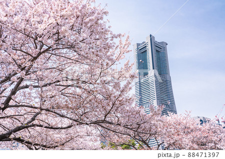 《神奈川県》桜満開・横浜みなとみらい 88471397