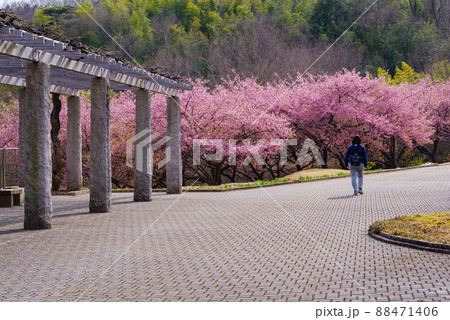 ふじの咲く丘の河津桜 ふじの咲く丘の河津桜 88471406