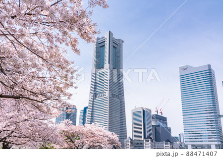 《神奈川県》桜満開・横浜みなとみらい 88471407