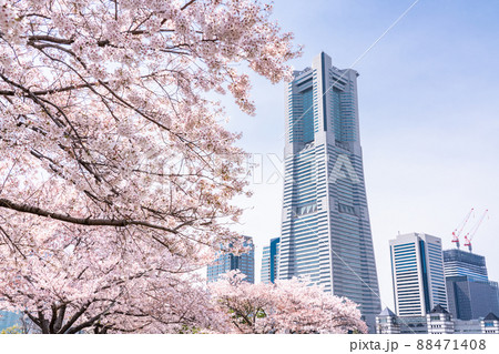 《神奈川県》桜満開・横浜みなとみらい 《神奈川県》桜満開・横浜みなとみらい 88471408