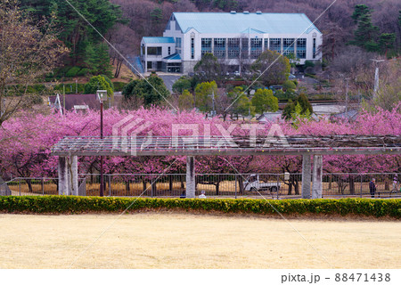 ふじの咲く丘の河津桜 ふじの咲く丘の河津桜 88471438