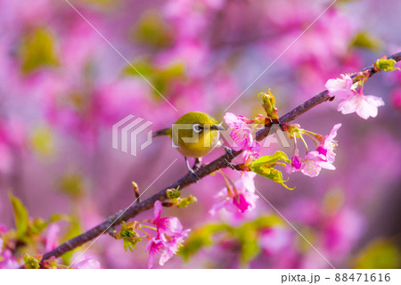 和風イメージ「メジロと河津桜」 和風イメージ「メジロと河津桜」 88471616