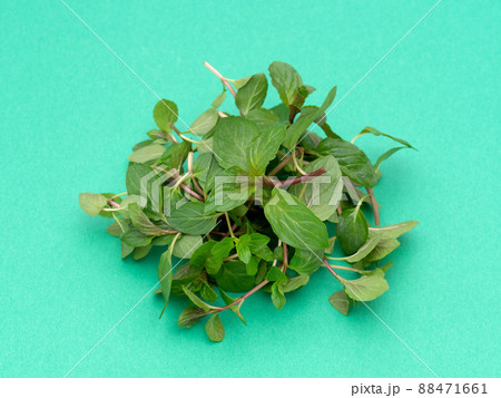 ハーブ　ペパーミント 88471661