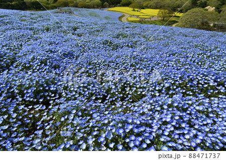 ひたち海浜公園の花咲くみはらしの丘のネモフィラと菜の花畑 88471737