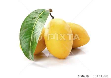 Marian Plum, Plum Mango, yellow fresh fruit and green leaf. Summer fruit with a sweet and sour taste. isolated on white background. Marian Plum, Plum Mango, yellow fresh fruit and green leaf. Summer fruit with a sweet and sour taste. isolated on white background. 88471906