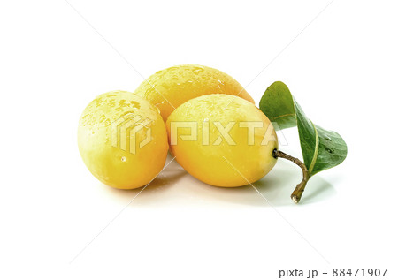 Marian Plum, Plum Mango, yellow fresh fruit and green leaf. Summer fruit with a sweet and sour taste. isolated on white background. Marian Plum, Plum Mango, yellow fresh fruit and green leaf. Summer fruit with a sweet and sour taste. isolated on white background. 88471907