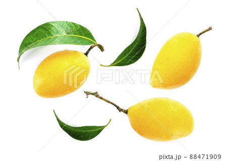 Marian Plum, Plum Mango, yellow fresh fruit and green leaf. Summer fruit with a sweet and sour taste. isolated on white background. Marian Plum, Plum Mango, yellow fresh fruit and green leaf. Summer fruit with a sweet and sour taste. isolated on white background. 88471909