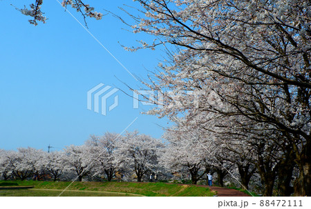 吉野瀬川の桜 満開 桜並木 春爛漫 吉野瀬川の桜 満開 桜並木 春爛漫 88472111