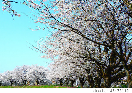 吉野瀬川の桜 満開 桜並木 春爛漫 吉野瀬川の桜 満開 桜並木 春爛漫 88472119
