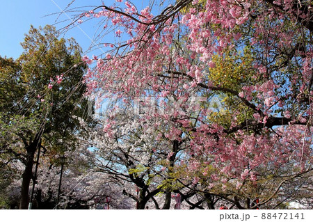 春の奥の細道結びの地散策・12(岐阜県大垣市) 春の奥の細道結びの地散策・12(岐阜県大垣市) 88472141