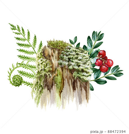 Mossy stump with fern, berries and green leaves. Watercolor illustration. Hand drawn old forest stump with moss, lichen, forest berries, boxwood branch. White background 88472394