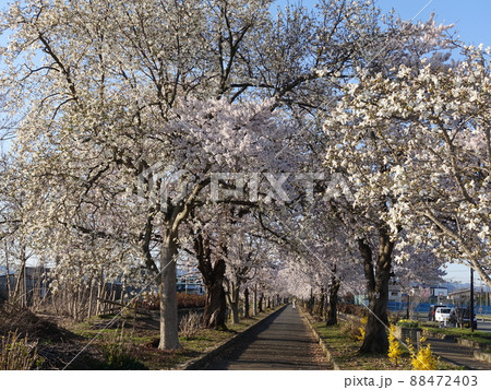 満開の桜　さくら　サクラ　まほろばの緑道 88472403