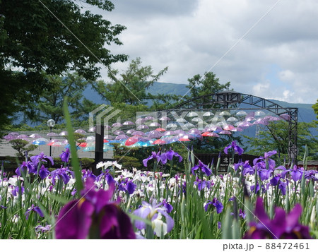満開のアヤメ　あやめ　長井あやめ公園 88472461