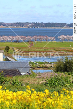 大井戸湖岸公園の桜並木と霞ヶ浦 88472517