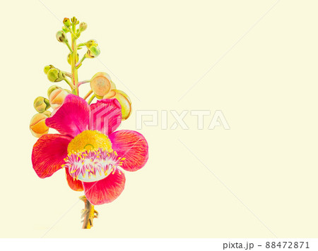 Painting  watercolor colorful of Sal flower  bouquet in white background 88472871