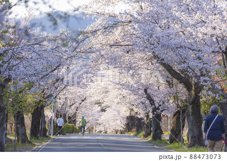 長瀞の北桜通り 88473073