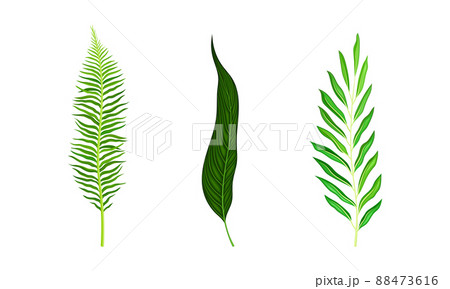 Tropical exotic leaves set. Green jungle plants vector illustration Tropical exotic leaves set. Green jungle plants vector illustration 88473616