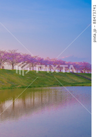 兵庫県 おの桜づつみ回廊 桜 兵庫県 おの桜づつみ回廊 桜 88473741