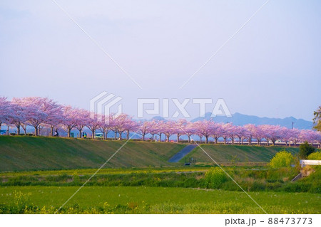 兵庫県 おの桜づつみ回廊 桜 兵庫県 おの桜づつみ回廊 桜 88473773