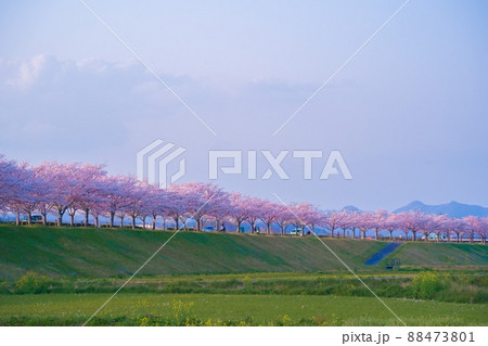 兵庫県 おの桜づつみ回廊 桜 兵庫県 おの桜づつみ回廊 桜 88473801