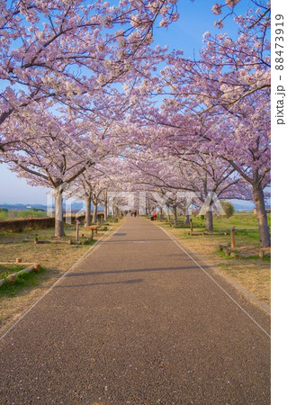 兵庫県　おの桜づつみ回廊　桜の道 88473919