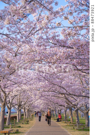 兵庫県　おの桜づつみ回廊　桜の道 88473921