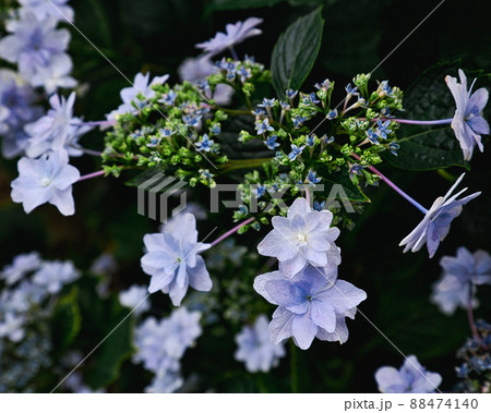 美しいスミダノハナビ(紫陽花) 美しいスミダノハナビ(紫陽花) 88474140