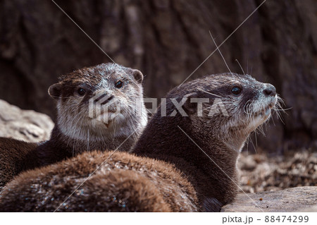 Two Oriental small-clawed otters on stone, Aonyx cinereus 88474299