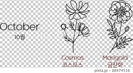 Cosmos, Marigold - October Birth Flower 88474538