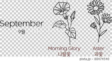 Morning glory, asters - September birth flower Morning glory, asters - September birth flower 88474540