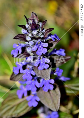 紫色の小花が輪生するアジュガの花 紫色の小花が輪生するアジュガの花 88474582